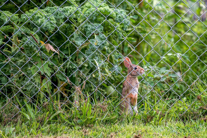 Wire Mesh To Keep Rats Out